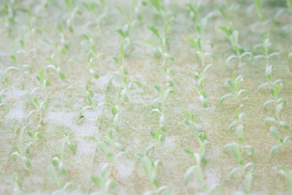 Hydrophonic plantering av grönsakssallad — Stockfoto