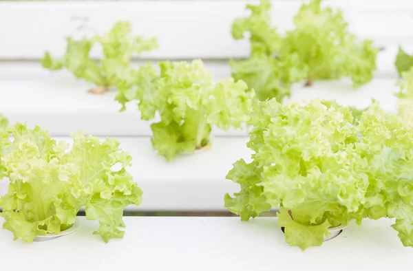 Plantas de coral verde de primer plano en granja hidrofónica — Foto de Stock