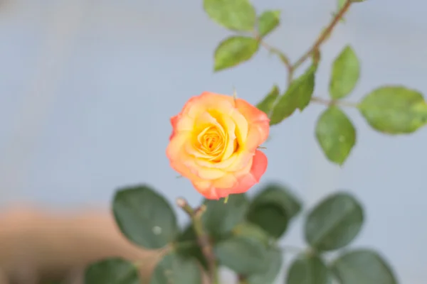 Oranje rose groeien in de tuin — Stockfoto