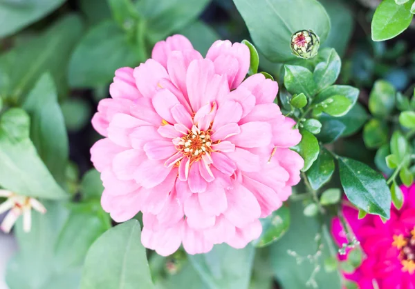 庭で美しいピンクの花を開花します。 — ストック写真