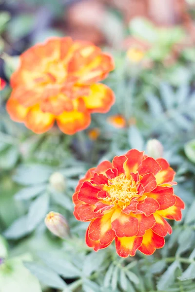 Blossom beautiful orange flower in garden — Stock Photo, Image