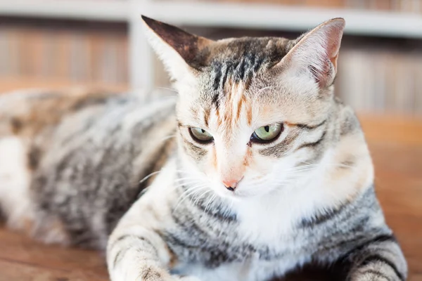 Siamese cat lying on wooden table — Stock Photo, Image