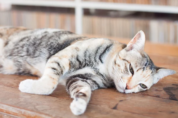 Siamese kat liggend op houten tafel — Stockfoto