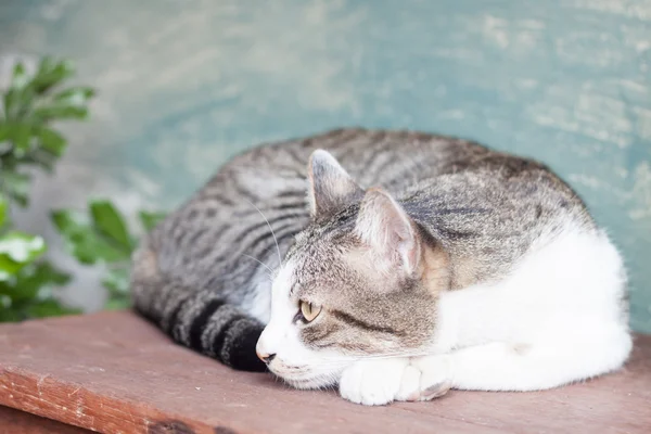 Siamese gato deitado na mesa de madeira — Fotografia de Stock