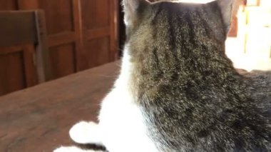 Dolly ahşap masanın üzerinde yatan kedi ile vurdu