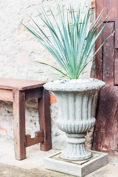 Green plant decorate in garden — Stock Photo, Image