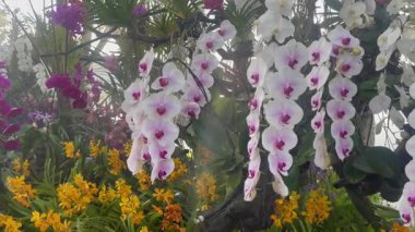 Açık hava çiçekleri, stok videoları.
