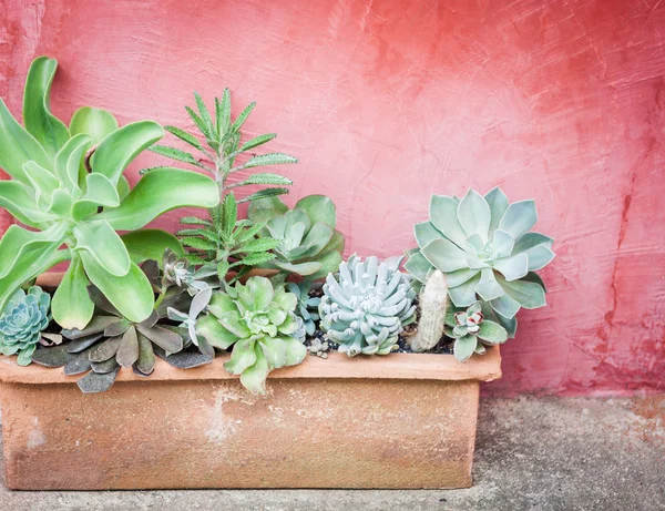 Cactus in pot with red background — Stock Photo, Image