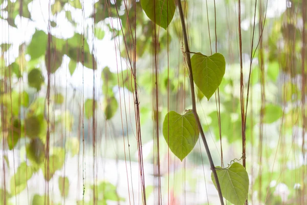 Πράσινα φύλλα κρέμονται στον εγχώριο κήπο — Φωτογραφία Αρχείου