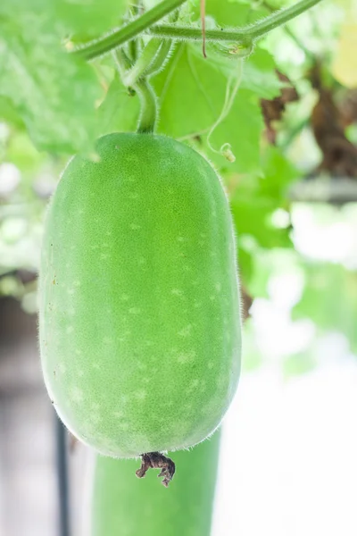 Vinter melon hängande från gren i trädgården — Stockfoto