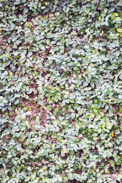Green leaves climbing on the wall