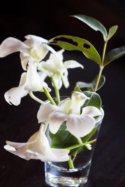 Vit blomma på svart bakgrund — Stockfoto