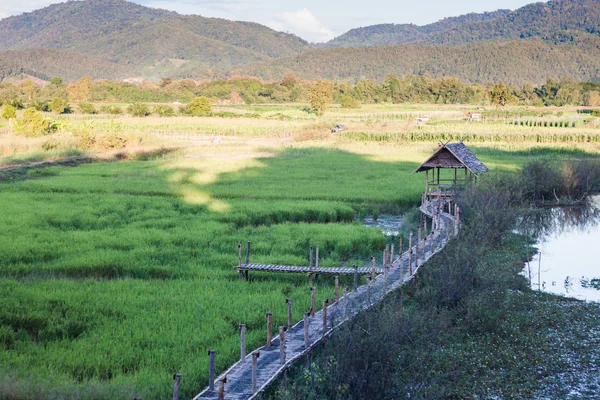 Зелені рисові поля в Чіанг Рай, Таїланд — стокове фото