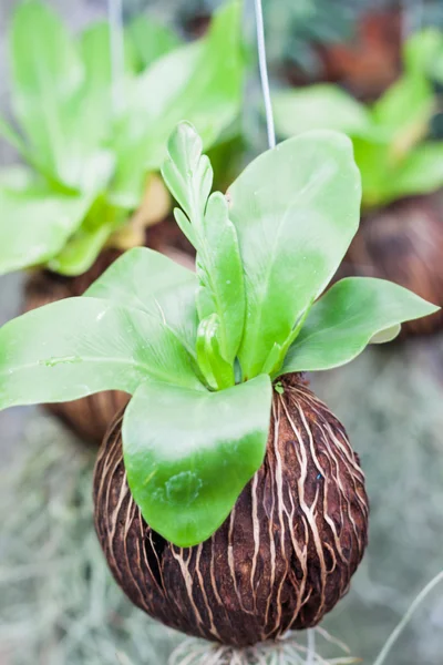 绿色的植物在花园里挂 — 图库照片