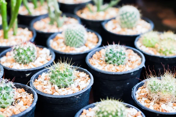 Cactus in pots in home garden — Stock Photo, Image