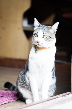 Tay kedi evde oturan