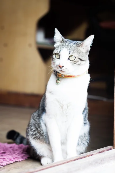 Tailandés gato sentado en casa —  Fotos de Stock