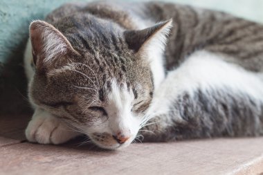 Tay kedi Bahçe evinde uyuyor