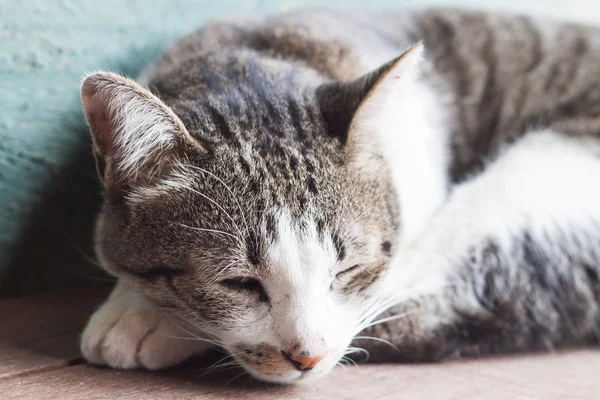 Tay kedi Bahçe evinde uyuyor