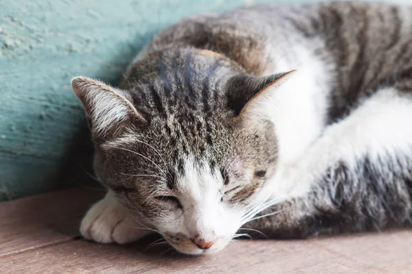 Gatto tailandese che dorme in casa giardino — Foto Stock