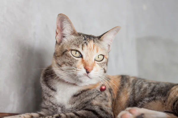 Tailandês gato pose com fundo cinza — Fotografia de Stock