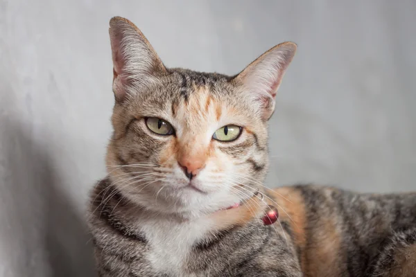 Thai cat pose with grey background — Stock Photo, Image