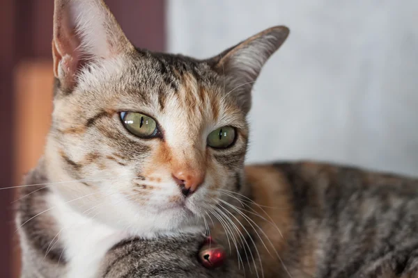 Tailandês gato pose em casa — Fotografia de Stock