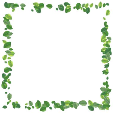  Gerçekçi, uçan yeşil çay yaprağı beyaza izole edilmiş. Geriye bahar arkaplanı kalıyor. Sağlıklı olmak için kaliteli yeşil çay. Yaprak bitkisi tasarım, reklam, ambalaj ürünleri. Vektör