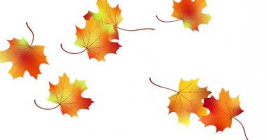 Animasyon parlak renkli akçaağaç yaprağı beyaza izole edilmiş. Kırmızı turuncu, sarı, kuru sonbahar yapraklı akçaağaç. Sonbahar stok videosu 4K. Luma mat, alfa kanal