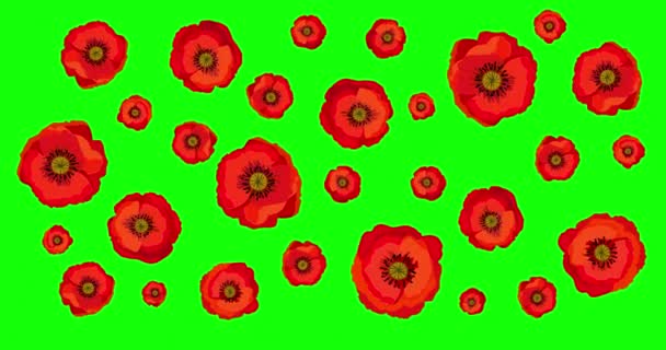 Animação Padrão Loop Sem Costura Com Papoilas Vermelhas Flores Brilhantes — Vídeo de Stock
