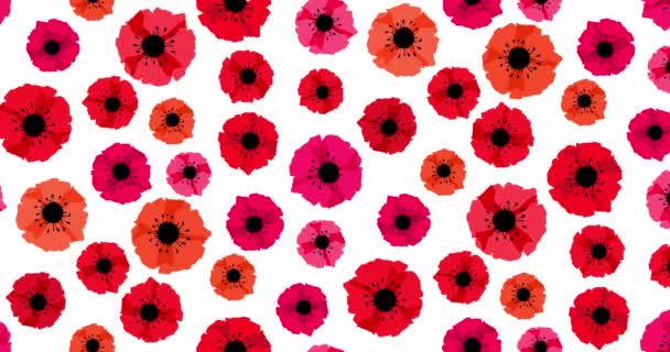 Animation Seamless Loop Pattern Red Poppies Isolated White Background Remembrance — Stock Video