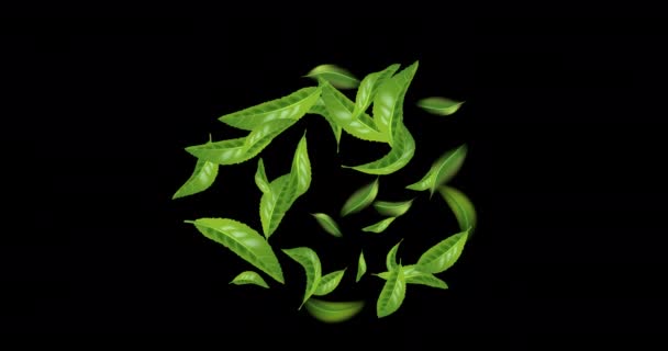 Animované Krásné Létající Zelený Čaj List Izolované Černém Pozadí Bezešvé — Stock video