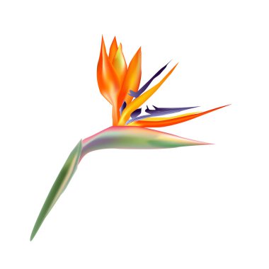 Strelitzia Reginae çiçekleri. Strelitzia (Cennet Kuşu) çiçeği beyaz arka planda izole edilmiştir. Taze tropik çiçek. Egzotik bitkiler, yapraklı botanik bitkileri. Gerçekçi vektör illüstrasyonu
