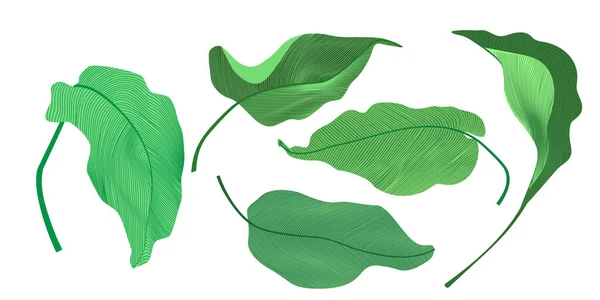 Set Tropical Leaves White Background Plant Leaf Botanical Garden Floral — Διανυσματικό Αρχείο