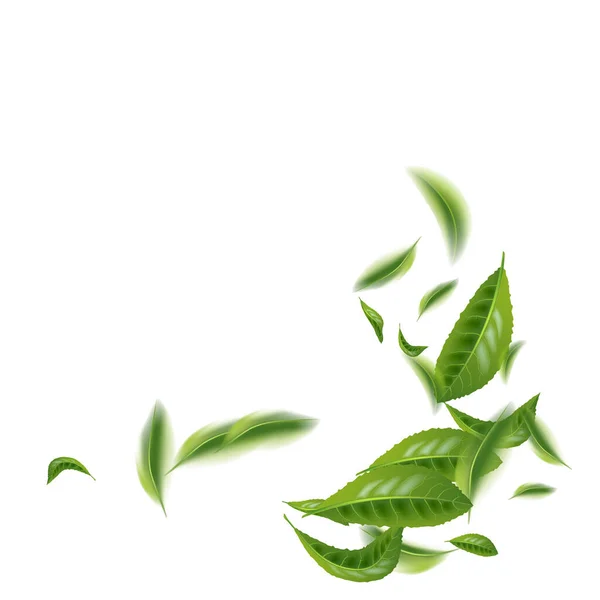 Realistisch Schöne Fliegende Grüne Teeblatt Isoliert Auf Weiß Hinterlässt Den — Stockvektor