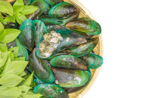 Green lipped mussels — Stock Photo, Image