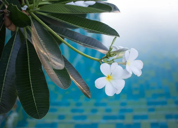 Plumeria blossom flower — Stock Photo, Image