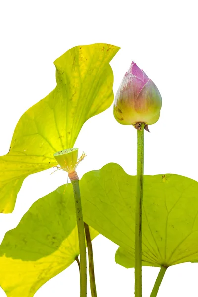 Lotus — Stock Photo, Image