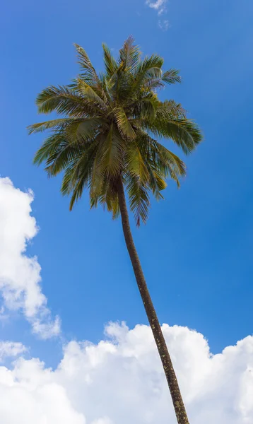 Coconut palm tree — Stock Photo, Image