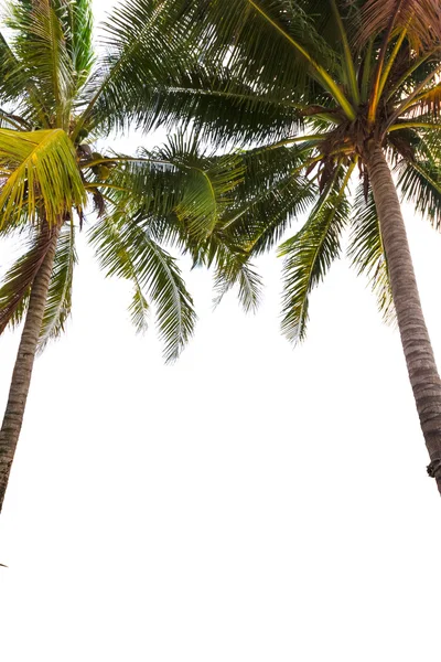 Coconut Tree — Stock Photo, Image