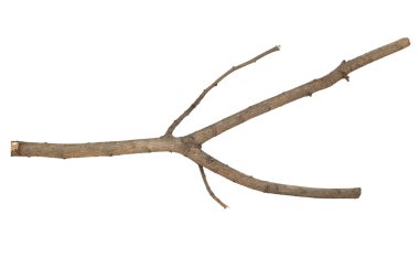 Dalları sopa 