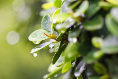 Dew drops on a leave clipart