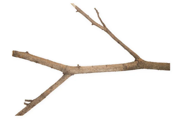 Dry branch — Stock Photo, Image