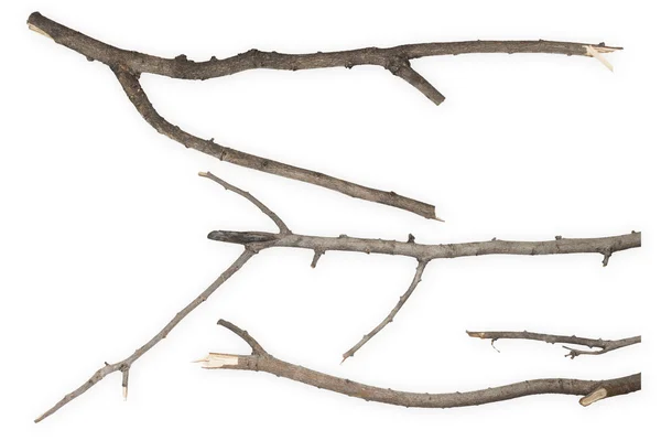 Dry branch — Stock Photo, Image