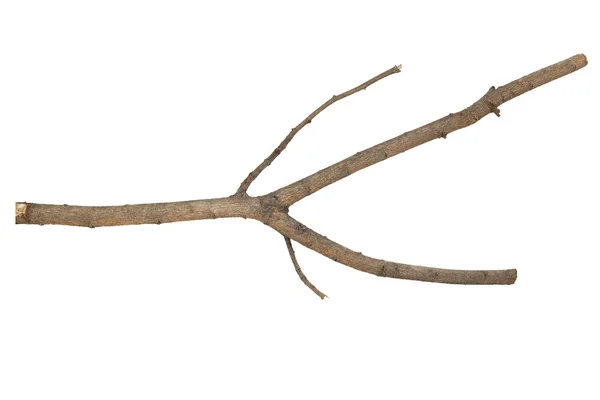 Branches Sticks — Stock Photo, Image