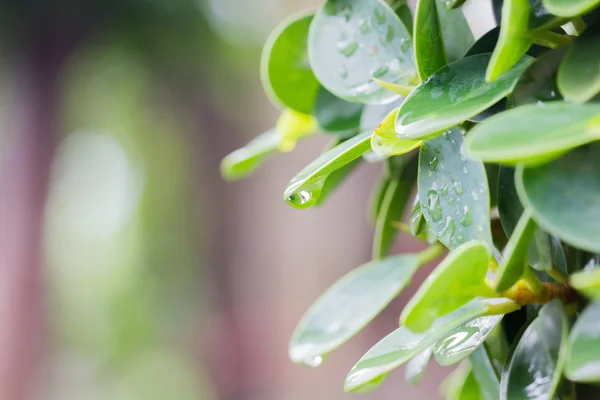 Licencia verde con gota de agua —  Fotos de Stock