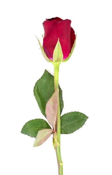 Rose — Stock Photo, Image