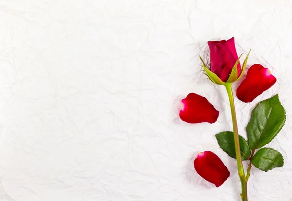 Red rose — Stock Photo, Image