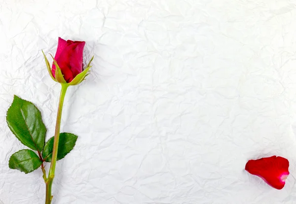 Red rose — Stock Photo, Image