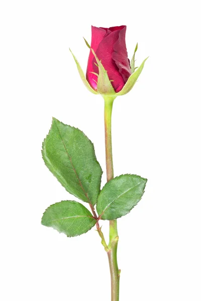 Rose — Stock Photo, Image